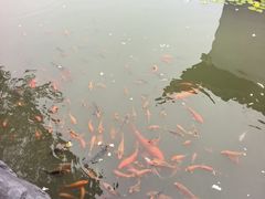 -芥子园