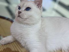 -三花喵·撸猫购宠·宠物生活馆(虹桥南丰城店)