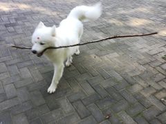-宠福鑫康馨动物医院·骨科·眼科
