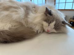 -Let's go狗咖·猫咖·奶狗·桌游(春熙路IFS店)