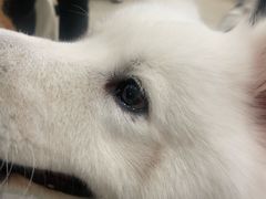 -共舞时光猫咖·狗咖(新街口店)