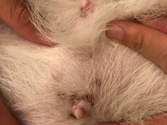 -Oh My Dog宠物沙龙(伊珊娜皮毛护理店)