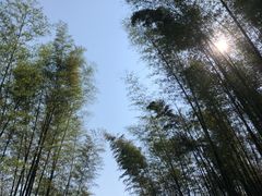 -蜀南竹海景区