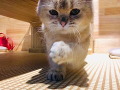 -喵屿·大理花园猫咖