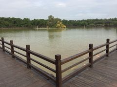 -大湾区中央湿地公园
