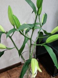-熙朵美学植发连锁