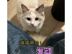 -翊宠yipet猫狗购宠庄园犬舍•猫舍