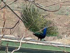 -新疆天山野生动物园