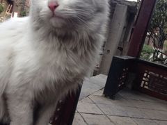 大清真寺-西安化觉巷清真大寺