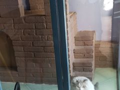 -喵屿·大理花园猫咖