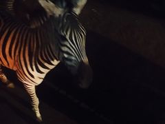 -清迈夜间动物园