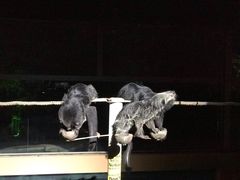 -清迈夜间动物园