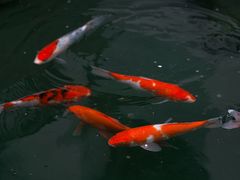 -汤宴·参须肚包鸡(南京路店)