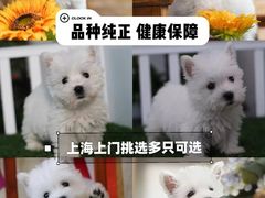-萌宠之家·腊肠犬·马尔泰·小体犬舍