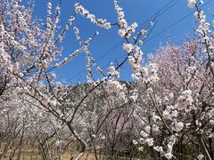 -北京十三陵国家森林公园蟒山景区