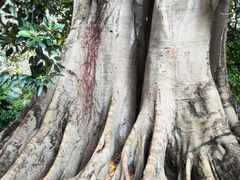 -墨尔本皇家植物园