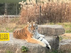 -上海野生动物园