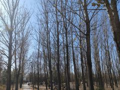 -野鸭湖国家湿地公园