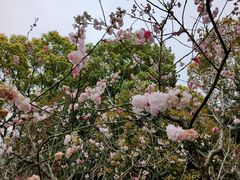 -南汇桃花村
