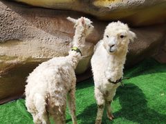 -杭州开元森泊度假乐园