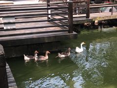 -上海千禧海鸥大酒店