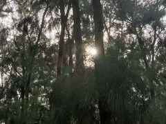 -大京沙滩