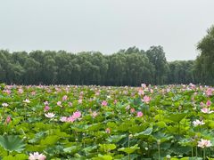 -东郊湿地公园