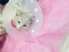 -北京观赏动物医院·24小时大型综合·猫专科·异宠专科