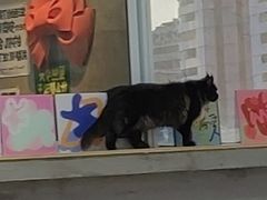 -Heymao猫咖.咖啡厅(东门店)