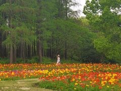 -上海共青森林公园