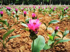 -松山湖梦幻百花洲