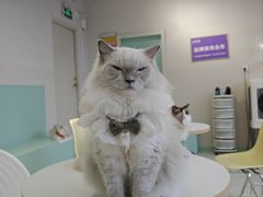 -怪兽屋·羊驼·猫咖·狗咖(俊华广场店)