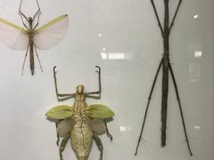 -上海昆虫博物馆