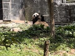 -中国大熊猫保护研究中心雅安碧峰峡基地