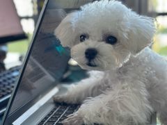 -爱妮康宠物医院·干细胞免疫细胞·肿瘤·心脏(张江店)