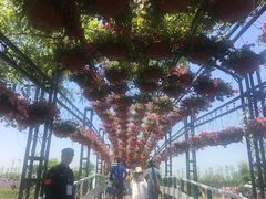 -荷兰花海