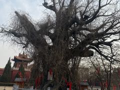 -大槐树寻根祭祖园