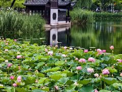 -洋湖国家湿地公园