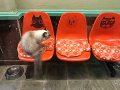 -猫咪博物馆(顶澳仔猫街店)