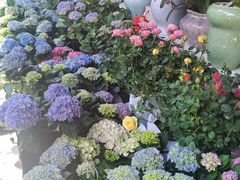 -溪岸路花鸟市场