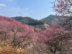 -新建村梅花