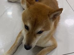 -柴源莊·柴小宠柴犬咖啡