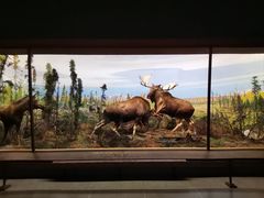 -美国自然历史博物馆