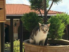 -梅黛奥拉修道院