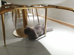 -飞行喵MR PILOT|猫舍·猫咖(静安大融城店)