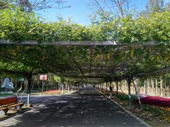 -东平国家森林公园