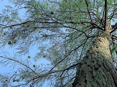 -松山湖南湖湾露营营地