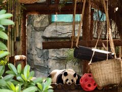 -泉州海丝野生动物世界