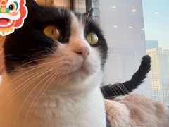 -有喵·猫咖·狗咖·30几只猫10只小狗(岗厦店)