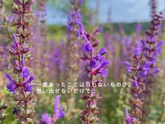 -焦作影视城